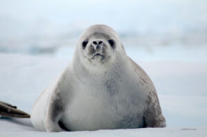 Antarctica, Antarctic Peninsula, Expedition, Arctic Wildlife, Ice, Wales, Penguins, Cruise